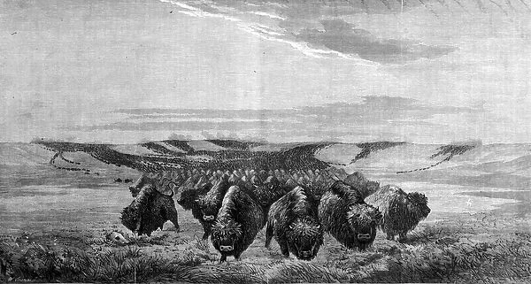 A huge gathering of bison crosses the meadow in the Missouri Valley, 1867