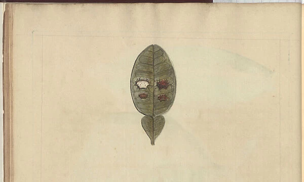 Lindsay Drawings Vol. VII, 3, 1760-1780s (w  /  c on paper)