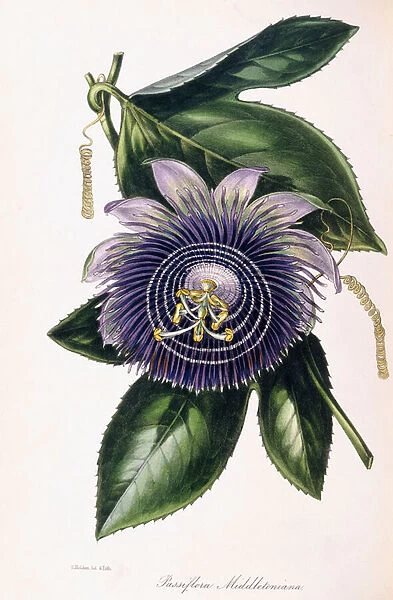 Passiflora Middletoniana, c. 1834-1849 (engraving)