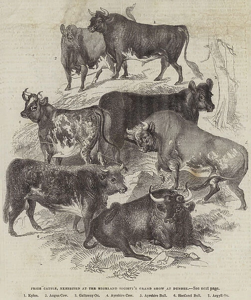 Prize Cattle, exhibited at the Highland Societys Grand Show at Dundee (engraving)