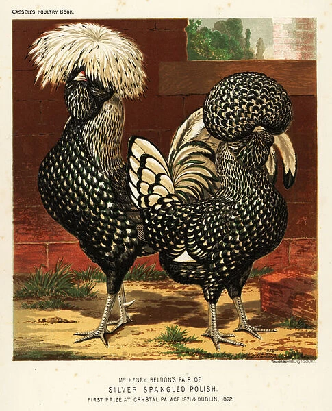 Silver spangled Polish cock and hen, 1890 (chromolithograph)
