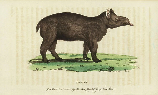 Tapir, Tapirus terrestris. Vulnerable. Illustration copied from Thomas Pennant. Handcoloured copperplate engraving from ' The Naturalist's Pocket Magazine, ' Harrison, London, 1800