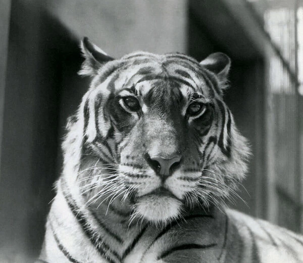 A Tiger at London Zoo in July 1924 (b  /  w photo)