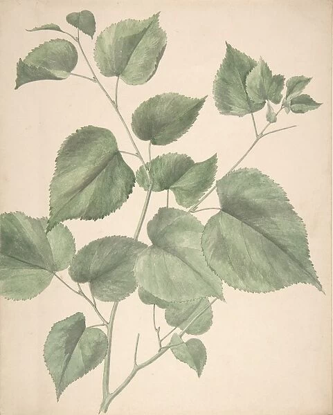 Leaves 19th century Watercolor Sheet 11 13  /  16