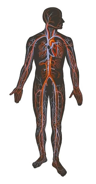 Arteries and veins of the human body