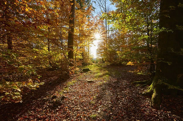 Forest with evening sun in autumn