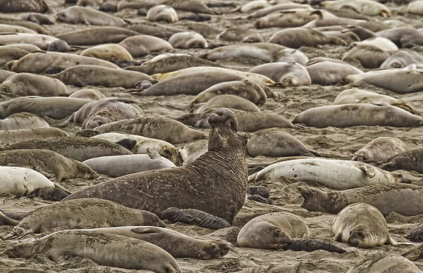 Male Elephant Seal Barking Amidst A Throng Of Female Elephant Seals At A Rookery