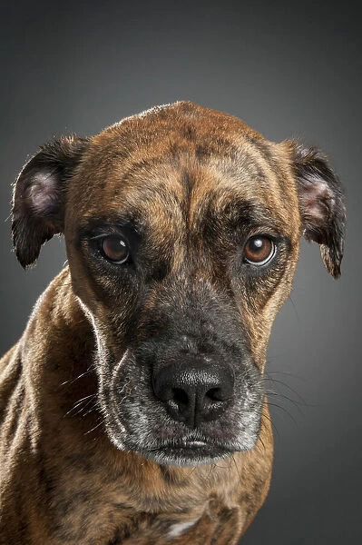 Mixed breed boxer dog looking at the camera against a black background, Studio Shot