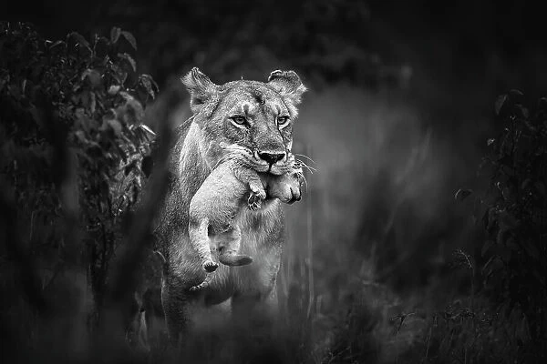 Lioness (Panthera leo) carrying cub, Maasai Mara National Reserve, Rift Valley Province, Kenya