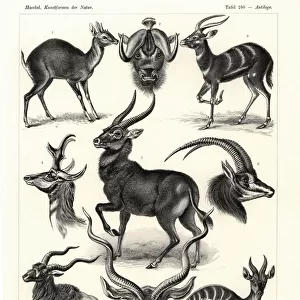 Mammals Framed Print Collection: Antilocapridae