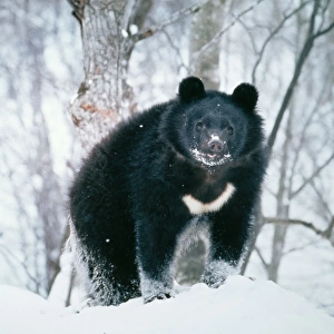 Asiatic Black Bear - in Snow