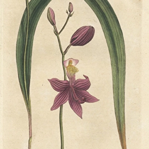 Bletia purpurea orchid
