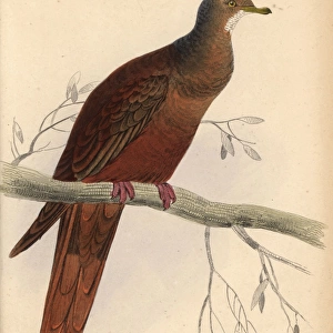 Doves Collection: Brown Cuckoo Dove