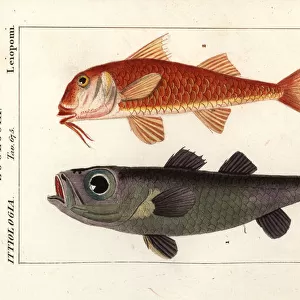 Bulls-eye fish and striped red mullet