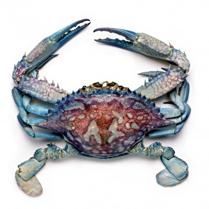 Callinectes sapidus, blue crab