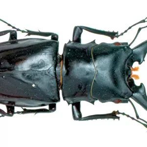 Beetle Collection: Stag Beetles