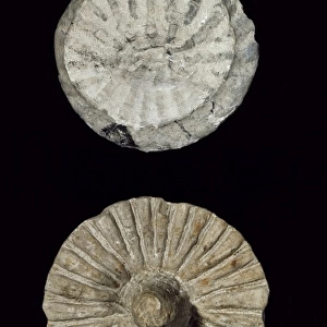 Coeloptychium agaricoides, fossil sponge