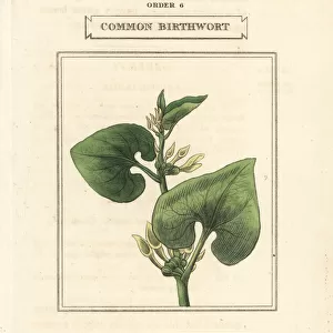 Common birthwort, Aristolochia clematitis