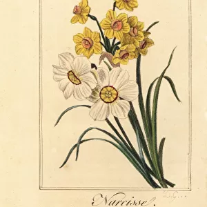 Daffodil varieites, Narcisse, Narcissus poeticus