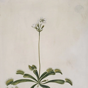 Dionaea muscipula, venus fly trap