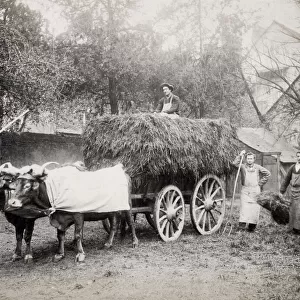 Farm ox cart with hay, farm workers, pitchforks, European