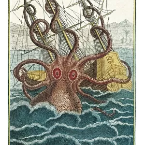 Mollusks Fine Art Print Collection: Cephalopods