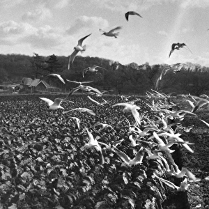Gulls in Ploughed Field