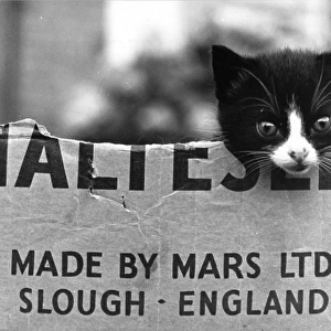 Humour Photographic Print Collection: Cats