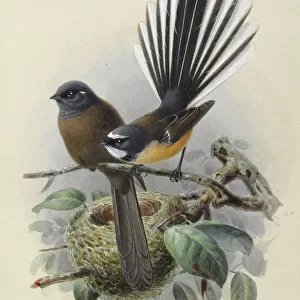 Passerines Metal Print Collection: Fantails
