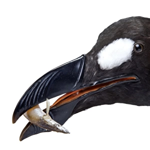 Pinguinus impennis, Great Auk