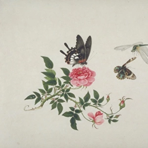 Rose with butterfly and dragonfly