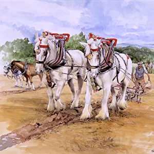 Shire horse team during Ploughing Match