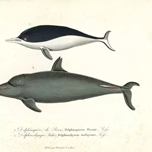 Southern right whale dolphin and pantropical spotted dolphin