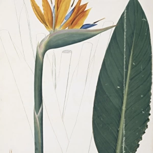Strelitzia regina, bird of paradise