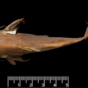 Synodontis maculipinna, catfish