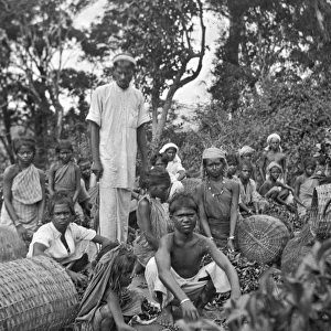 Tea plantation workers, Sri Lanka