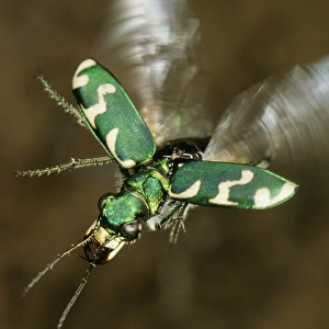 Tiger beetle in flight