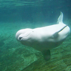 Mammals Photographic Print Collection: Beluga Whale