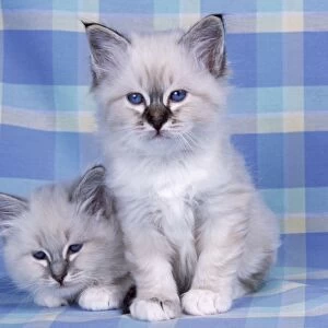 Blue Tabby & Seal Tabby Birman Cat - kittens on check material