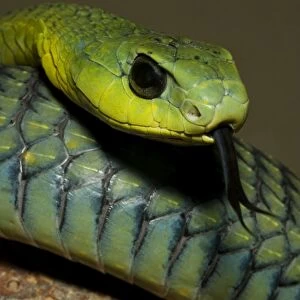 Boomslang Portrait, with tongue extended Namibia, Africa