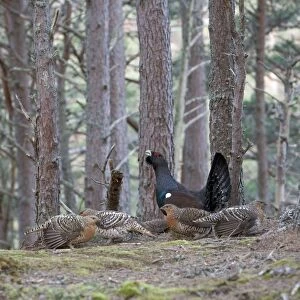 Capercaillie & Hens Displaying On Lek in old Caledonian pine forest. Scotland UK