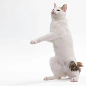 Cats (Domestic) Collection: Japanese Bobtail