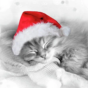 Cat - Siberian kitten sleeping wearing Christmas hat Digital Manipulation: Hat (Su) - stars etc around edges