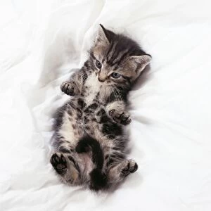 Cat - Tabby kitten lying on its back