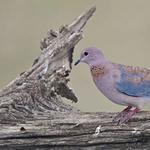 Doves Collection: Laughing Dove