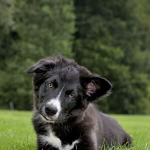Dog - Border Collie puppy