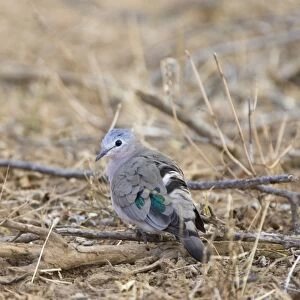 Doves Collection: Emerald Spotted Wood Dove
