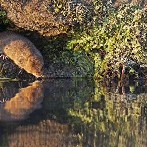 European / Northern Water Vole - along canal bank with reflection in early morning light - Cromford - Derbyshire - England