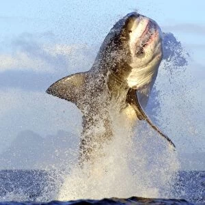 G Photographic Print Collection: Great White Shark