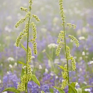 Green Corn Lily / Green False Hellebore - Mount Rainier National Park, Washington, USA, North America